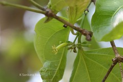 Strychnos nux-vomica